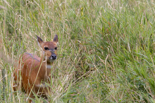 Принти на полотні The sitatunga is a rare swamp-dwelling antelope,Odense zoo,Scandinavia,Europe