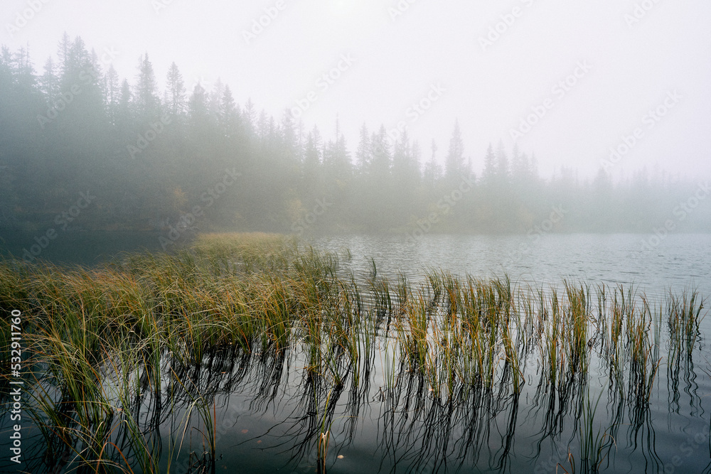 Water grass by Skurvetjern Lake a foggy morning. Image from a trip to the Svartdalstjerna Forest Reserve of the Totenaasen Hills, Norway, in autumn. Water grass by Skurvetjern Lake a foggy morning. Image from a trip to the Svartdalstjerna Forest Reserve of the Totenaasen Hills, Norway, in autumn.