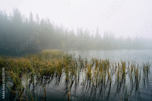 Water grass by Skurvetjern Lake a foggy morning. Image from a trip to the Svartdalstjerna Forest Reserve of the Totenaasen Hills, Norway, in autumn.