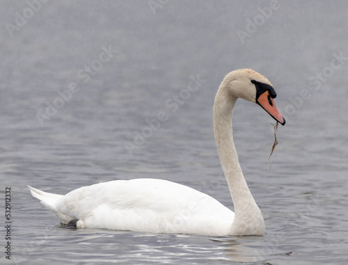 Schwan auf dem Bodensee