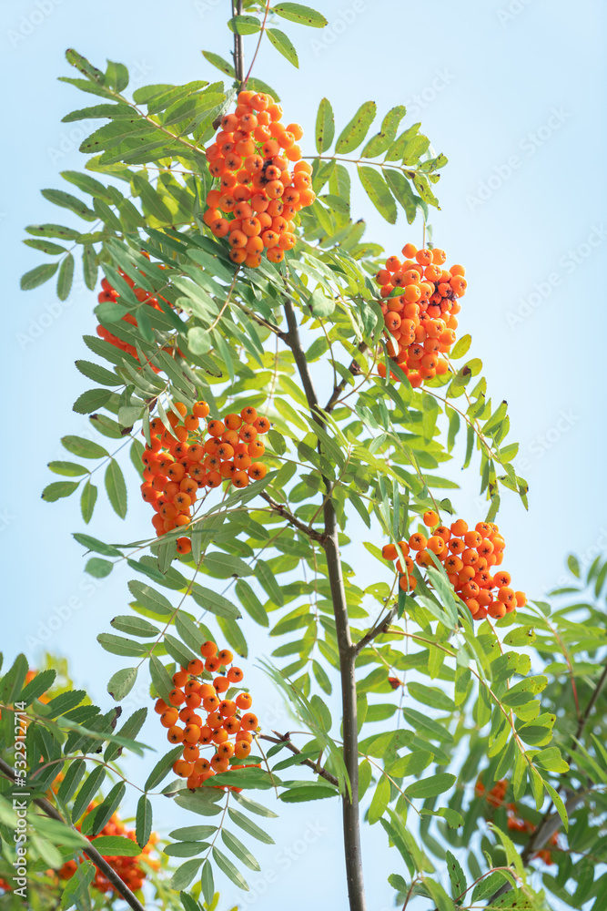 rowan berries rowan berries