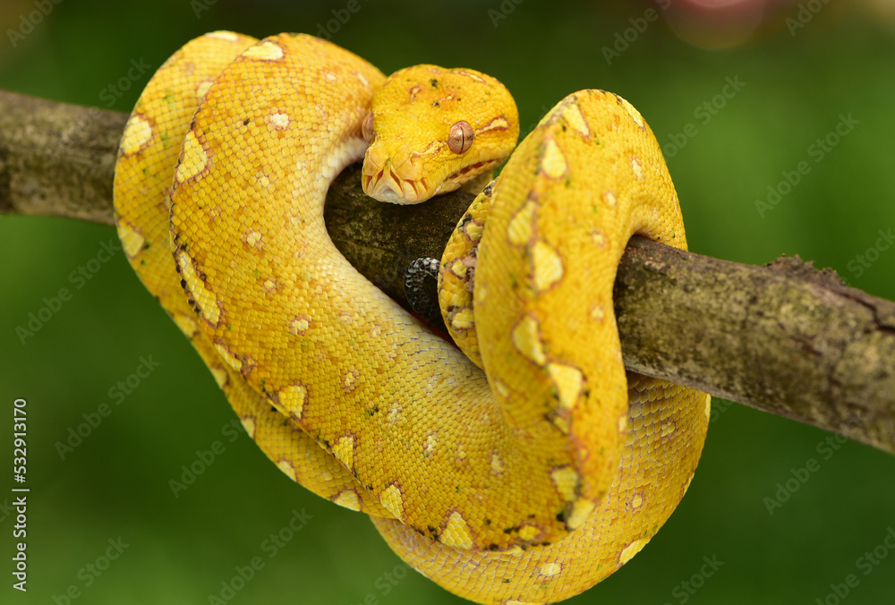 The green tree python, Morelia viridis is a species of snake in the ...