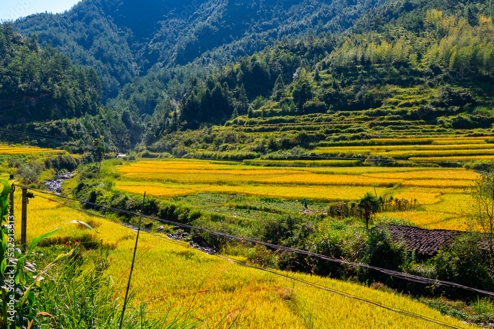 rice field in the mountains