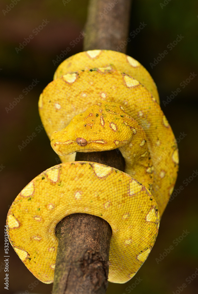 The green tree python, Morelia viridis is a species of snake in the ...