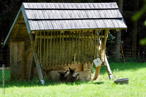 manger and the sheep