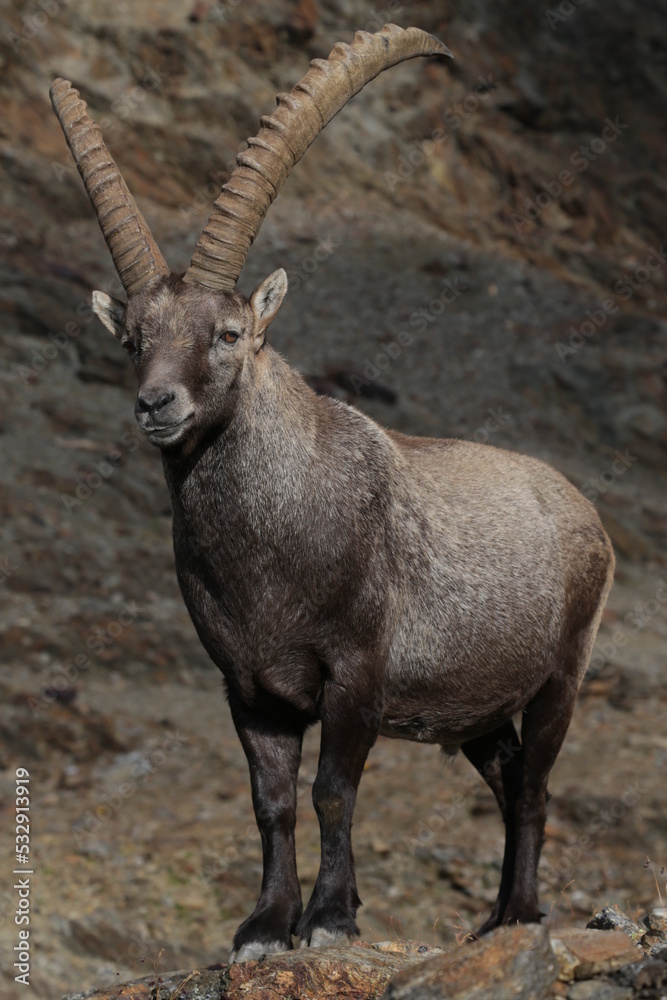 Wild ibex in the Alpine landscape.