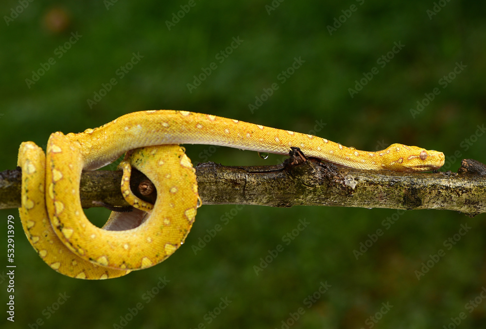 The green tree python, Morelia viridis is a species of snake in the ...