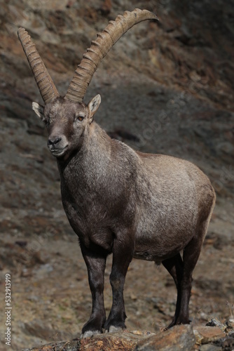 Wild ibex in the Alpine landscape.