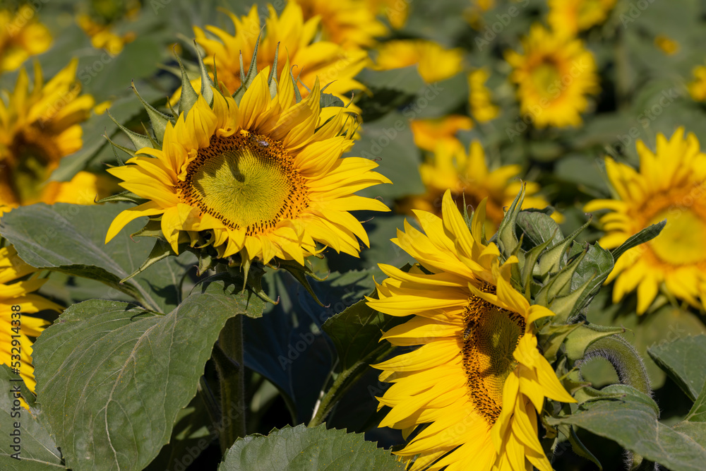 A large number of sunflowers in the agricultural field A large number of sunflowers in the agricultural field