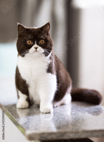 Britisch Kurzhaar Kitten selten, edel und imposant