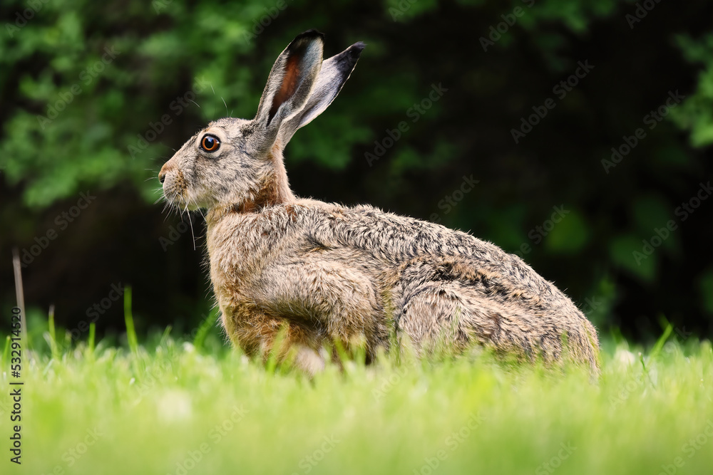 Fototapeta premium European hare (Lepus europaeus) sitting in the grass.