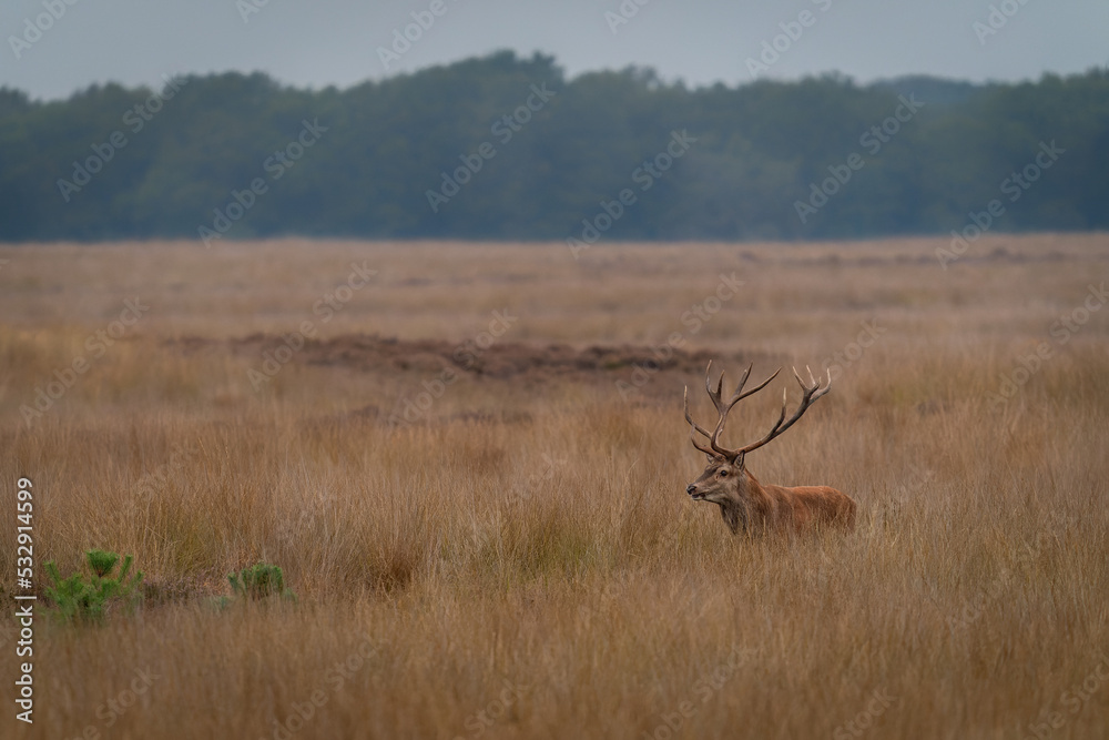 Red deer (Cervus elaphus) stag in rutting season on the field of National Park Hoge Veluwe in the Netherlands                               