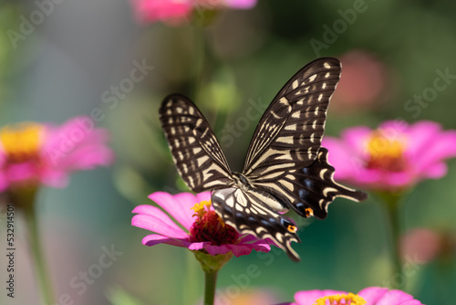 花に止まるアゲハチョウ