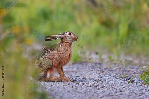 European hare (Lepus europaeus) sitting on the dirt road.