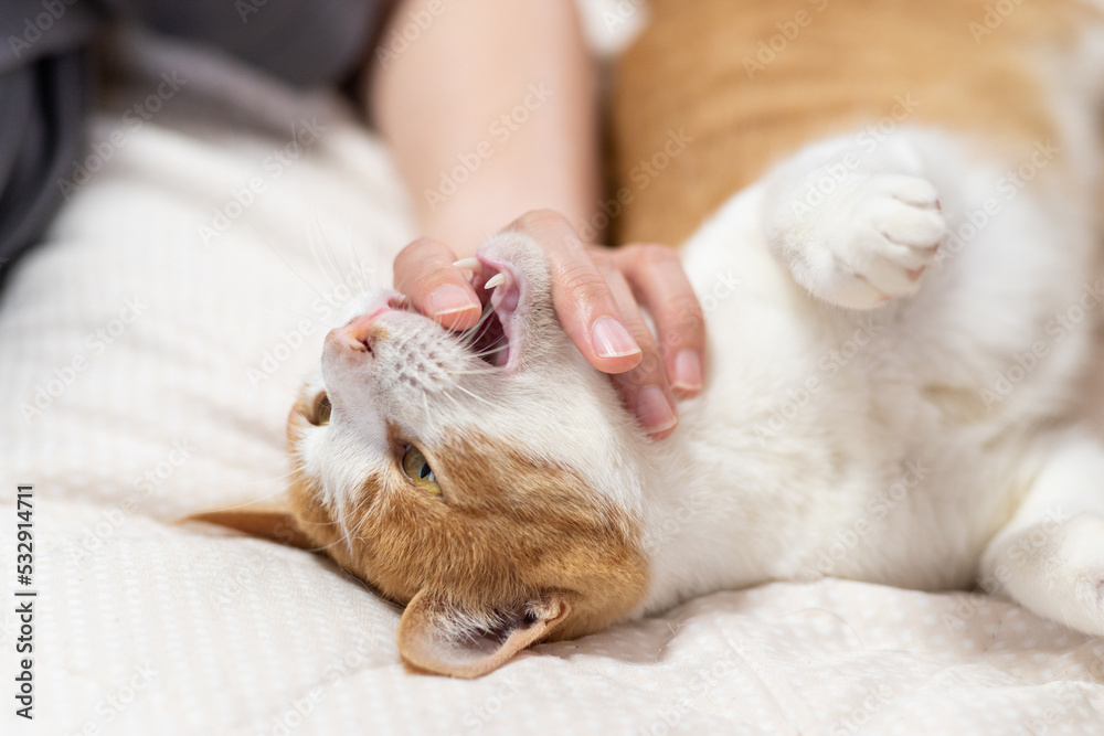 手を噛む猫 茶トラ白 手を噛む猫 茶トラ白