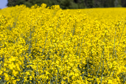 Yellow-flowering rapeseed in the summer © rsooll