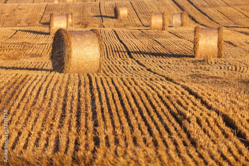 Fototapeta Naklejka Na Ścianę i Meble -  View of the Masurian fields.