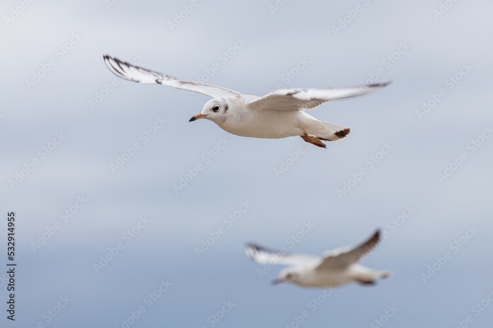 Seagull in the natural environment on the Baltic Sea. Seagull in the natural environment on the Baltic Sea.