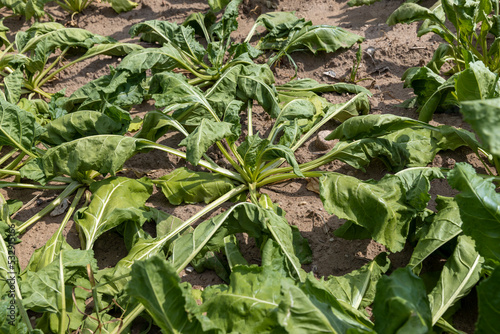 agricultural field where sugar beet grows