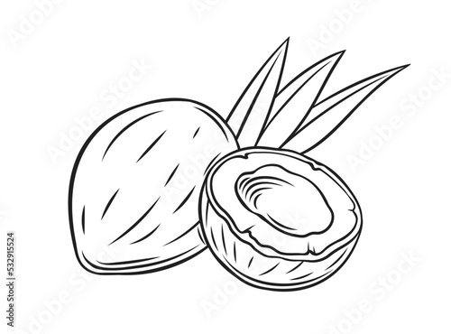 Coconut outline icon vector illustration. Hand drawn black line whole coco fruit and cut in half with palm tree leaf silhouettes, simple sketch of organic healthy nuts from summer tropical beach