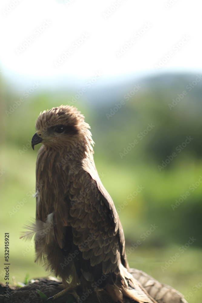 Fototapeta premium red tailed hawk