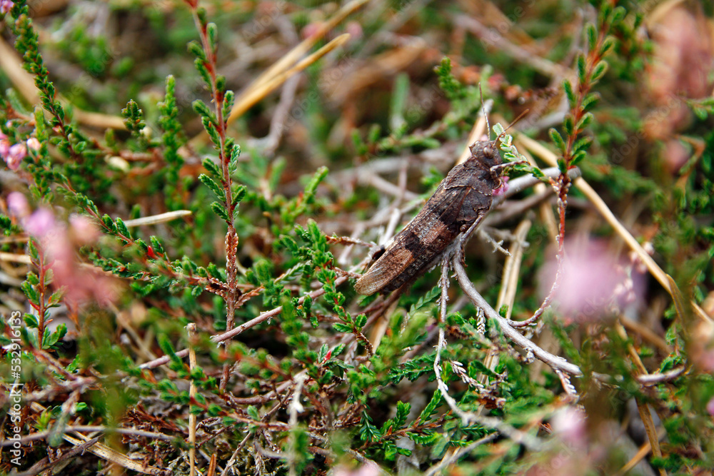 Beißschrecke (Platycleis albopunctata) in der Lüneburger Heide Beißschrecke (Platycleis albopunctata) in der Lüneburger Heide