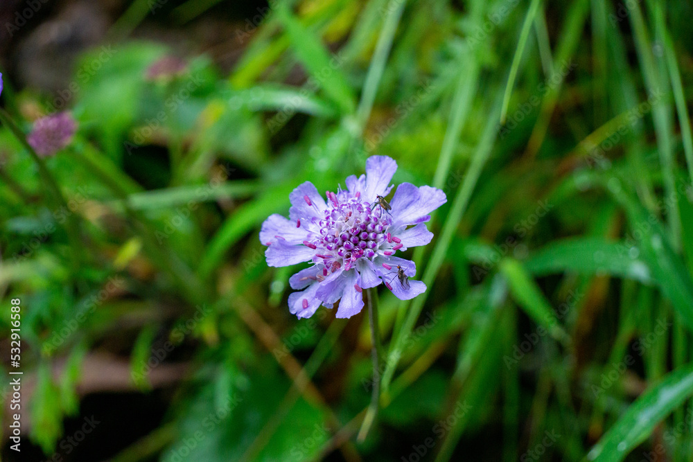 Obraz premium マツムシソウ