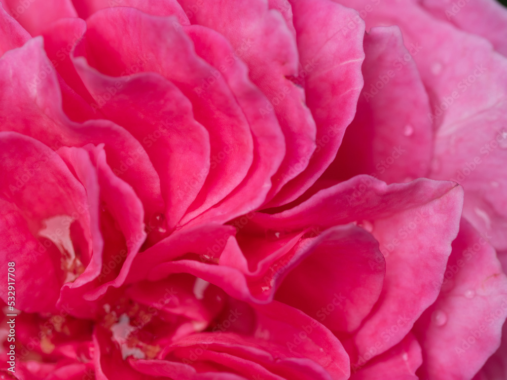 Delicate Yuzen rose petals as nature background