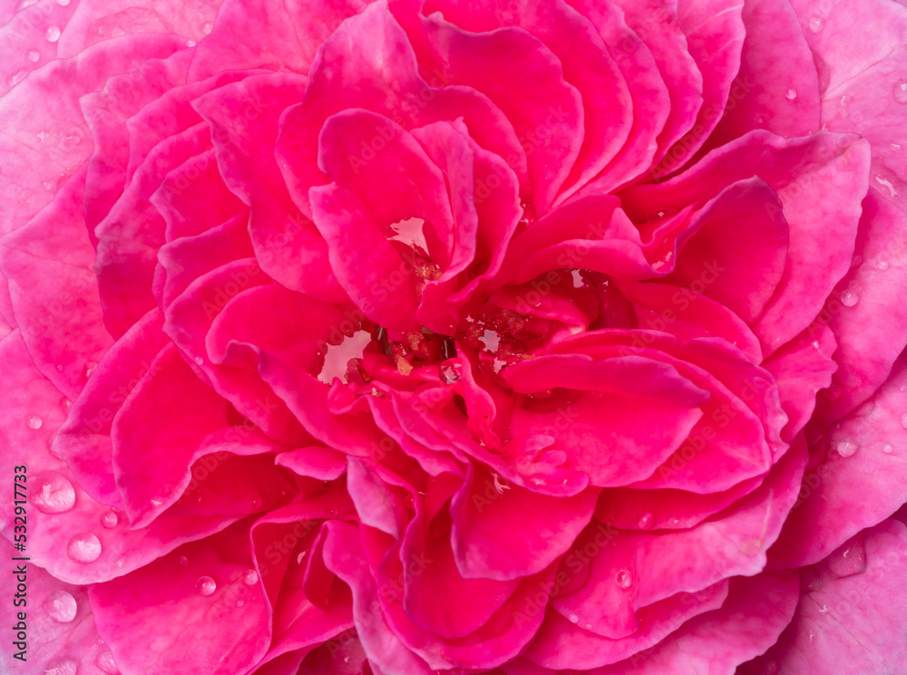 Delicate Yuzen rose petals as nature background Delicate Yuzen rose petals as nature background