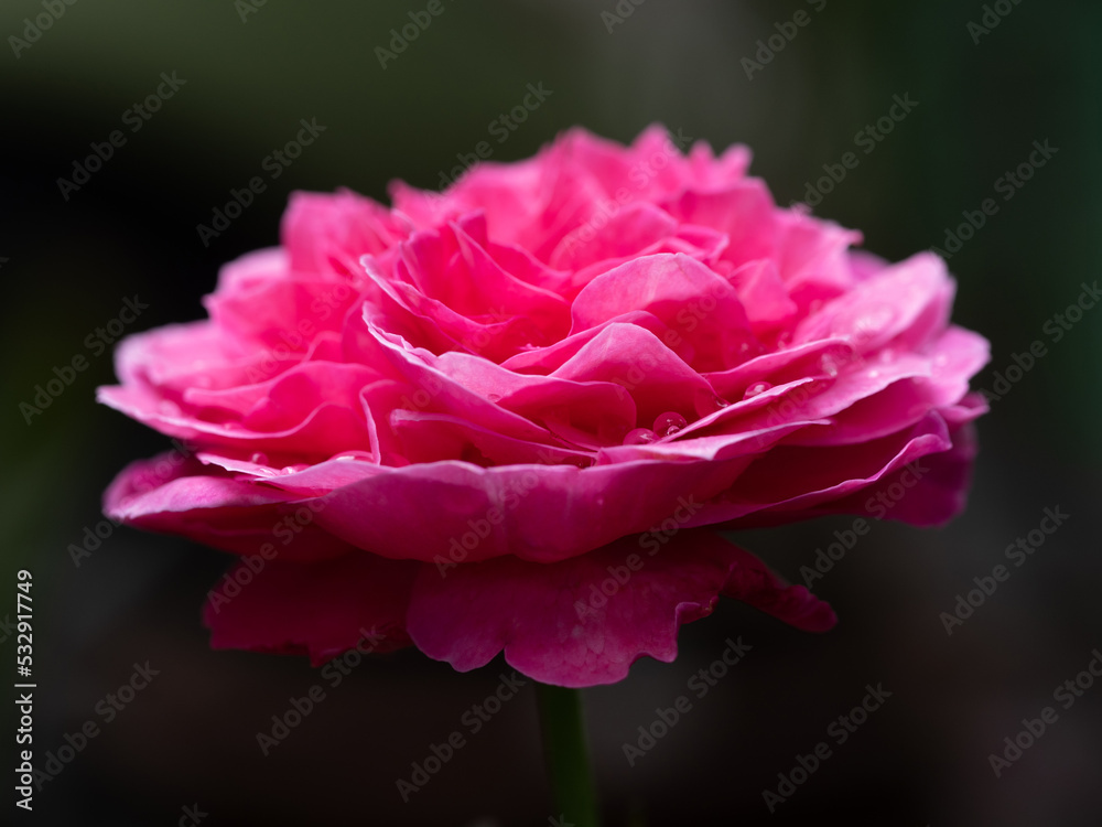 Shape and colors of Yuzen roses that blooming Shape and colors of Yuzen roses that blooming