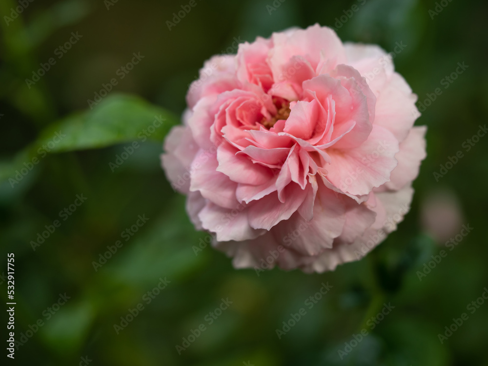 Shape and colors of Princess Meiko rose that blooming