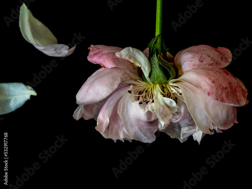 The wounded petals of a withering Plume rose