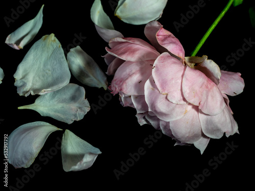 The wounded petals of a withering Plume rose photo