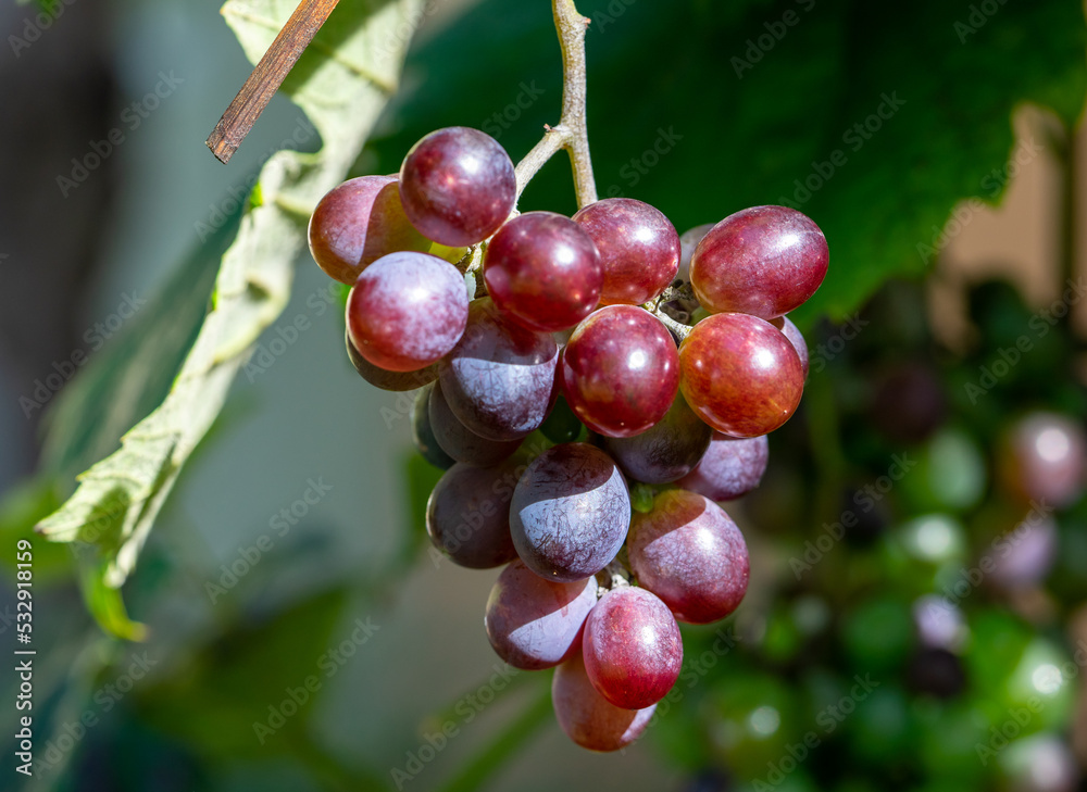 Roter Wein Frucht im Garten Roter Wein Frucht im Garten