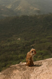Monkey in mountains sitting on the rock