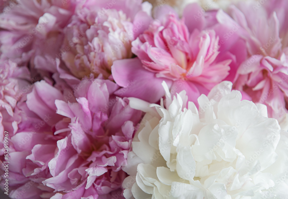 Bouquet of a lot of peonies of pink color close up