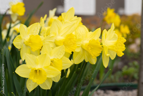 Yellow flowers daffodils in a flower bed. Spring flower Narcissus. Beautiful bush in the garden. Nature background. Spring flowering bulb Daffodil plants