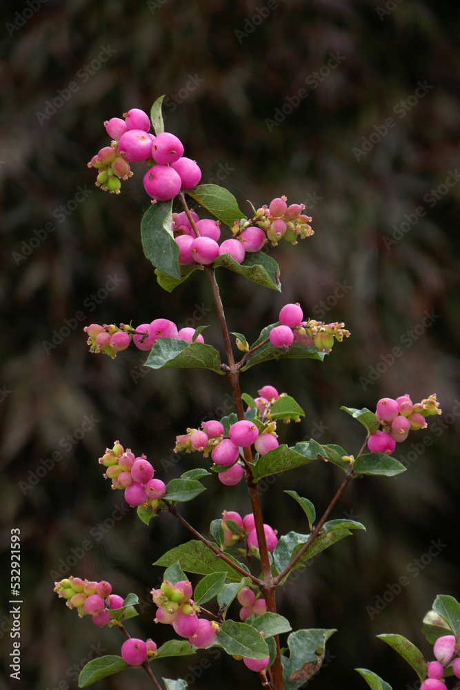 Fototapeta premium Korallenbeere