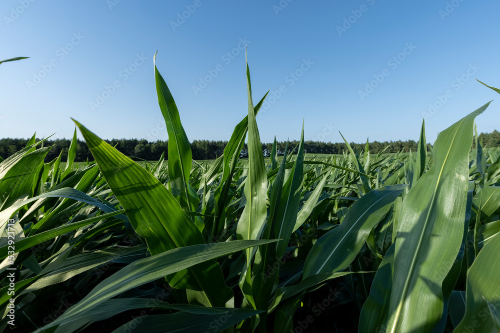 Fototapeta premium Green corn illuminated by sunlight