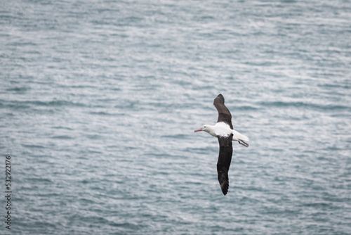 Northern royal albatross in flight, at sea of Otago Peninsula, New Zealand.