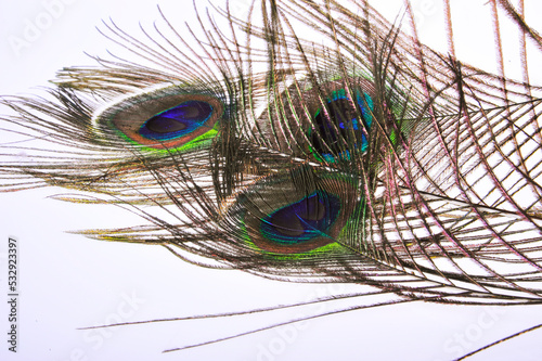 Peacock feathers on a white background