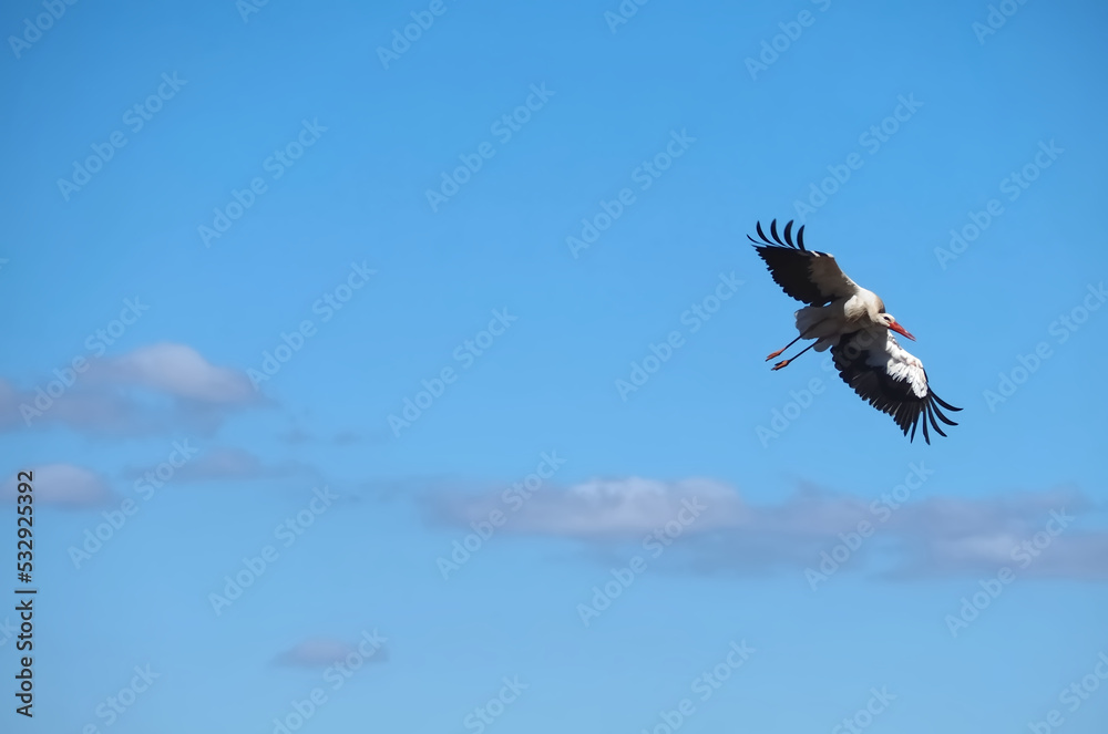 Fototapeta premium Stork in flight