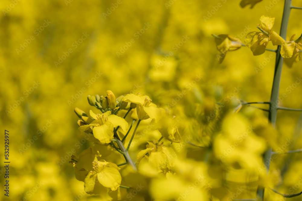 Yellow-flowering rapeseed in the summer Yellow-flowering rapeseed in the summer
