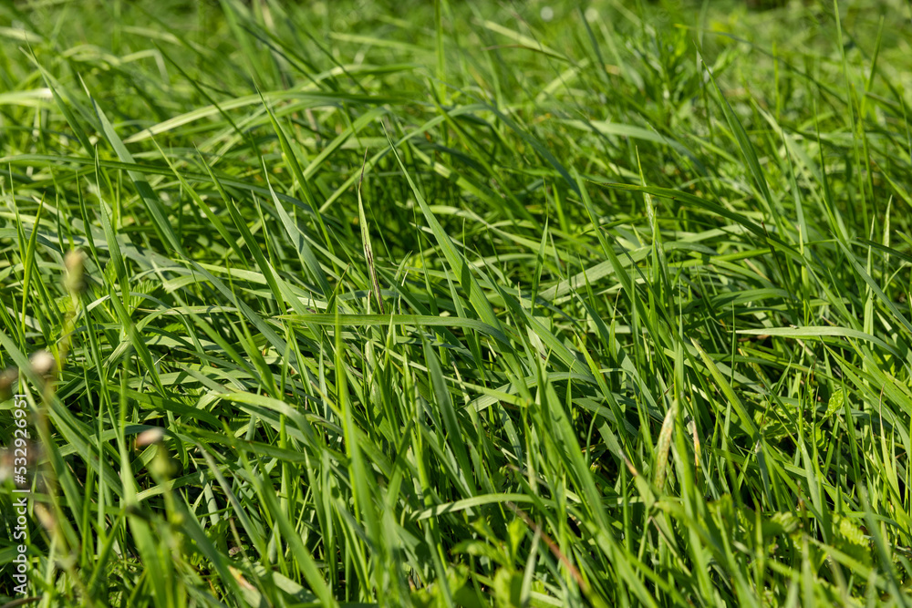 Green repeatedly mown grass in the meadow Green repeatedly mown grass in the meadow