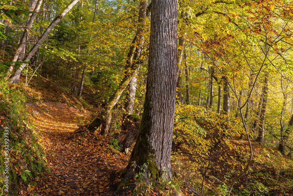 Latvia. Sigulda. Autumn morning in the forest. Latvia. Sigulda. Autumn morning in the forest.