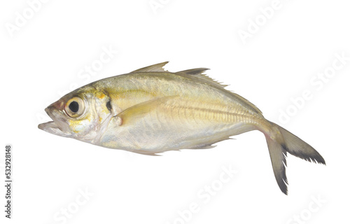 Fresh bigeye scad fish isolated on white