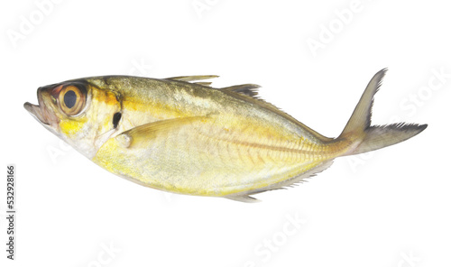 Whole bigeye scad fish isolated on white background.