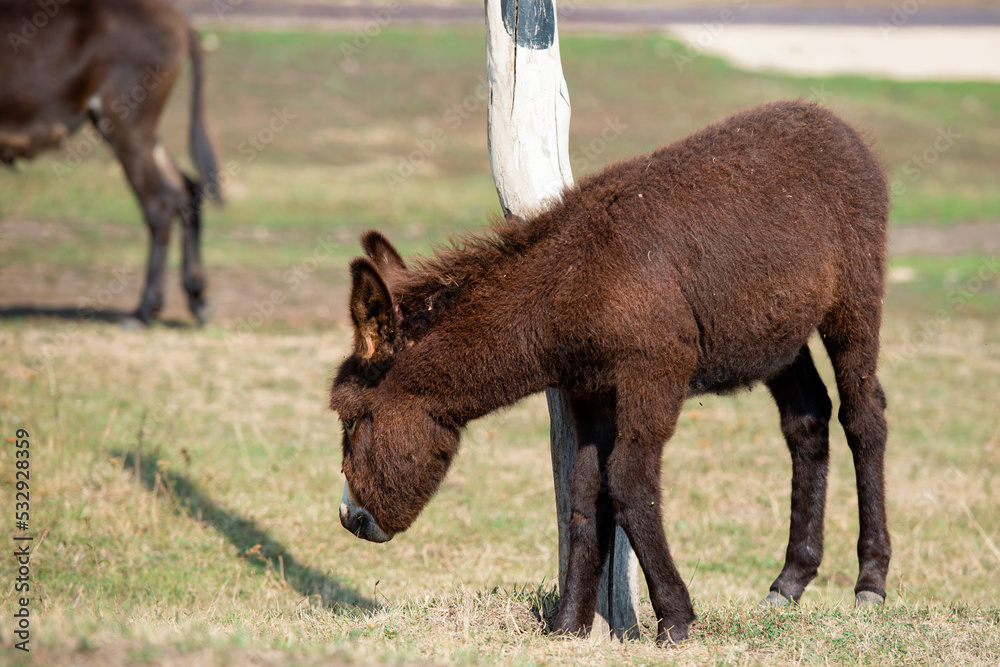 Young small brown donkey on a livestock farm Young small brown donkey on a livestock farm