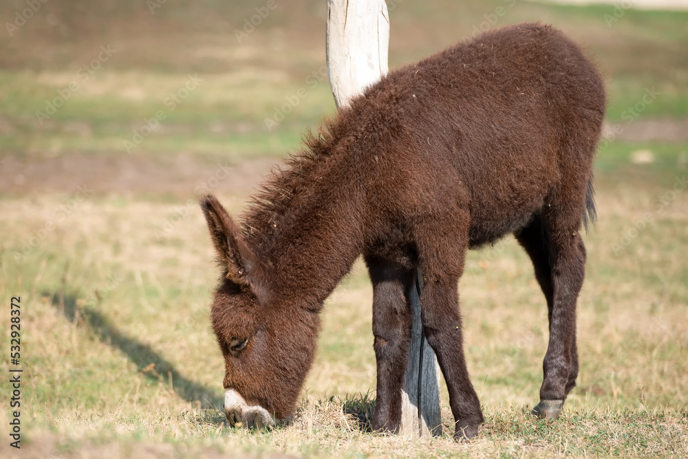 Young small brown donkey on a livestock farm Young small brown donkey on a livestock farm