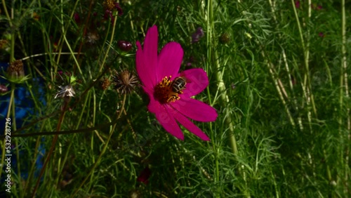 bright colored flowers